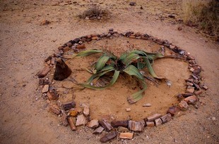 562 Namibia Okt 2006 .JPG